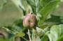 pflanzenschutz_der_apfelbluetenstecher:frucht.jpg