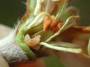 pflanzenschutz_apfelbluetenstecher:larve.jpg