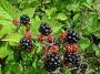 mophologie_neues_modul:blackberries.jpg