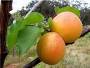 mophologie_neues_modul:apricots.jpg